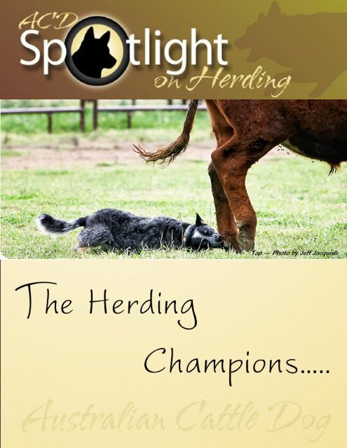 Herding Champions 2017