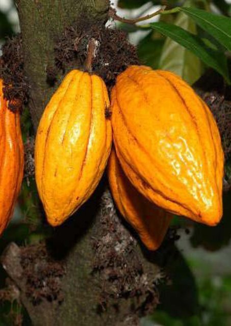 estudio-cacao-peru-julio-2016