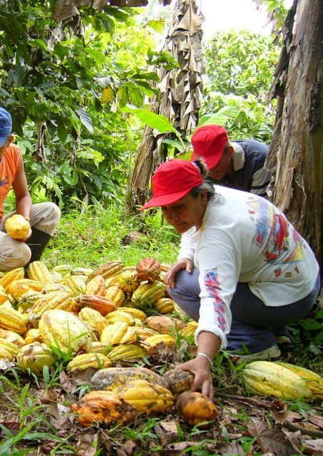 estudio-cacao-peru-julio-2016