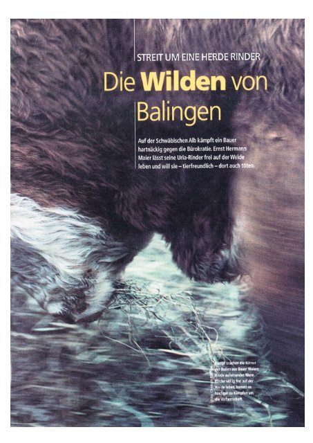 "Die wilden von Balingen" von Bericht Bernd Hauser