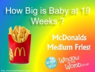 How Big is Baby at 19 Weeks ?