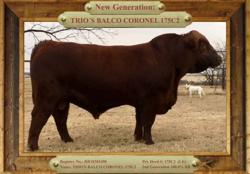 TRIO MBJ 2017 Brangus Sire Directory