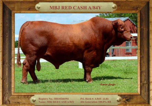 TRIO MBJ 2017 Brangus Sire Directory