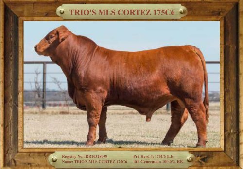 TRIO MBJ 2017 Brangus Sire Directory