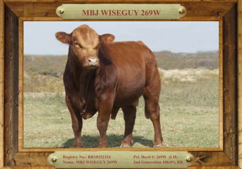 TRIO MBJ 2017 Brangus Sire Directory