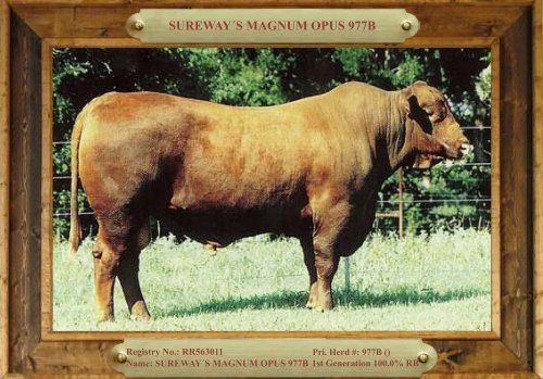 TRIO MBJ 2017 Brangus Sire Directory