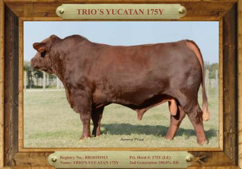 TRIO MBJ 2017 Brangus Sire Directory