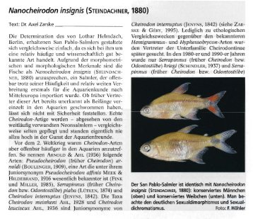 Nanocheirodon insignis (STEINDACHNER, 1880) - Senckenberg