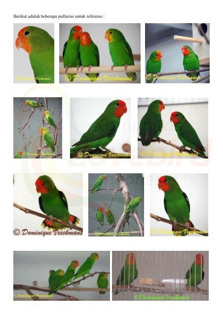 Lovebird