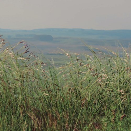 Cores e formas no Bioma Pampa - Gramíneas Nativas