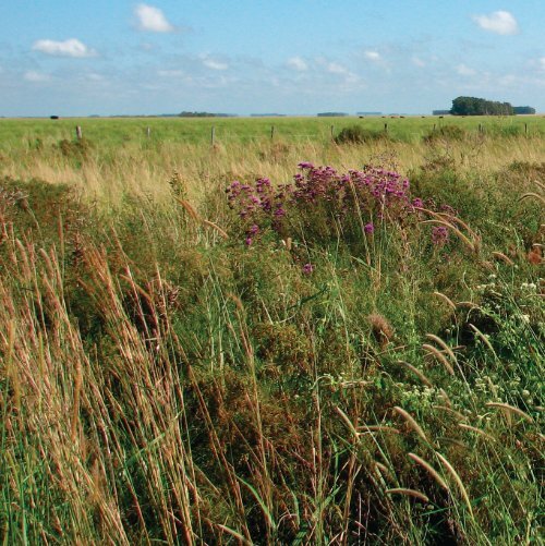 Cores e formas no Bioma Pampa - Gramíneas Nativas