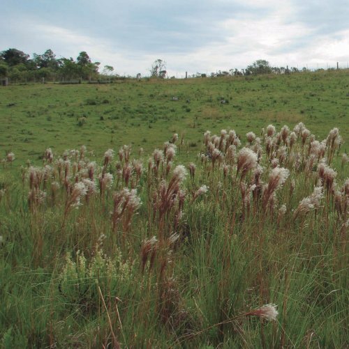 Cores e formas no Bioma Pampa - Gramíneas Nativas