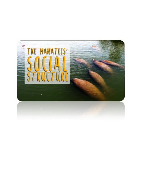 The Manatees’ Social Structure