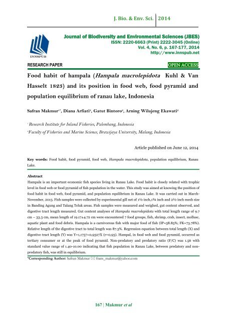 Food habit of hampala (Hampala macrolepidota Kuhl & Van Hasselt 1823) and its position in food web, food pyramid and population equilibrium of ranau lake, Indonesia