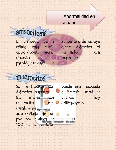 REVISTA