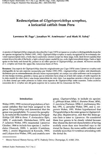 Redescription of Glyptoperichthys scrophus, a ... - Auburn University