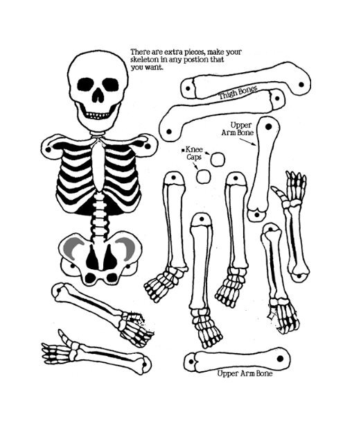 Rompecabezas-Esqueleto