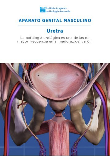 uretra