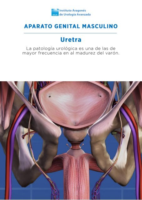 uretra