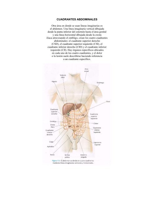 diagrama de órganos de cuadrantes abdominales