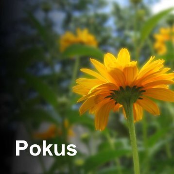 Pokus