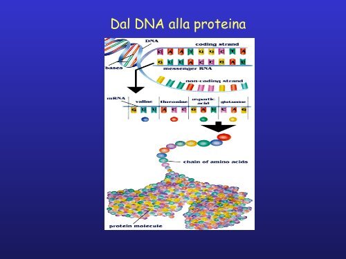 Genetica dei trapianti