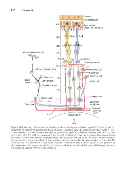 High-Yield Neuroanatomy 5e