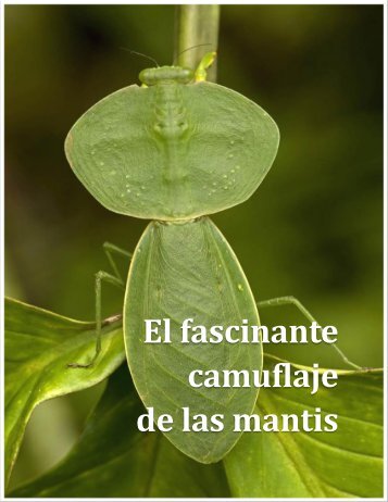 Erick Malpica Flores - Conoce algunas de las Mantis Religiosas más extrañas