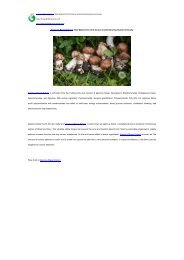 Agaricus Blazei Extract Raw Material for AntiCancer and Enhancing Human Immunity
