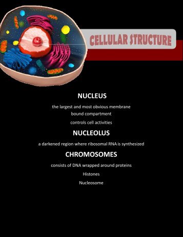 Cellular_Structure