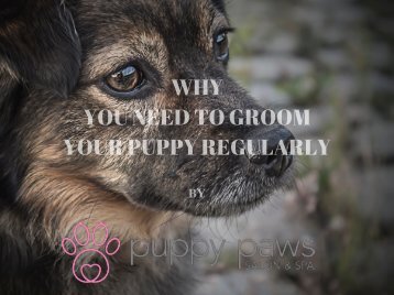 Why Is It Necessary To Groom Your Pet