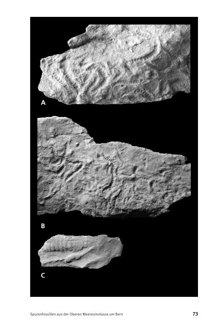 Spurenfossilien aus der Oberen Meeres - Naturhistorisches ...