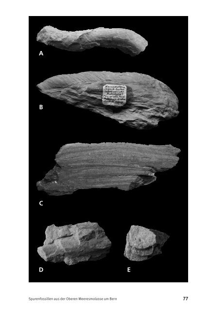 Spurenfossilien aus der Oberen Meeres - Naturhistorisches ...