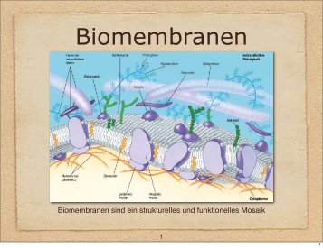 Biomembranen sind ein strukturelles und funktionelles Mosaik