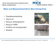 Biber und Wasserwirtschaft im Main-Kinzig-Kreis