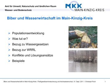 Biber und Wasserwirtschaft im Main-Kinzig-Kreis