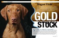 Magyar Vizsla „Es ist nicht alles Gold, was glänzt“ - DOGS today