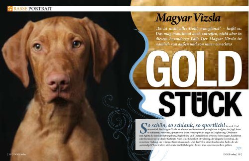 Magyar Vizsla „Es ist nicht alles Gold, was glänzt“ - DOGS today