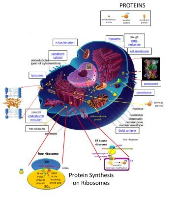 free ribosome