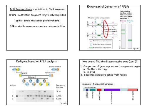 Genetic Molecular Techiniques - Part V - RNAi, Human Disease