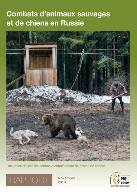 Combats Les Plus Extrêmes d'Animaux Sauvages ! 