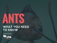 ANTS-WHAT YOU NEED TO KNOW
