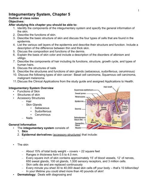 Integumentary System Chapter 5 Dr Scott Croes