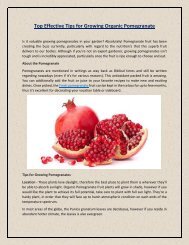 Top Effective Tips for Growing Organic Pomegranate