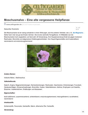 Moschusmalve  Eine alte vergessene Heilpflanze