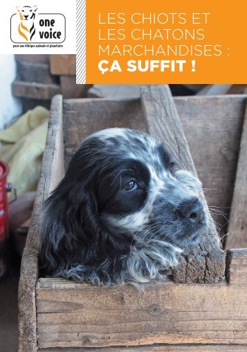 Les chiots et les chatons marchandises : ça suffit !