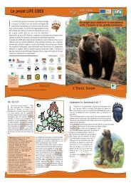 L'Ours brun - WWF France