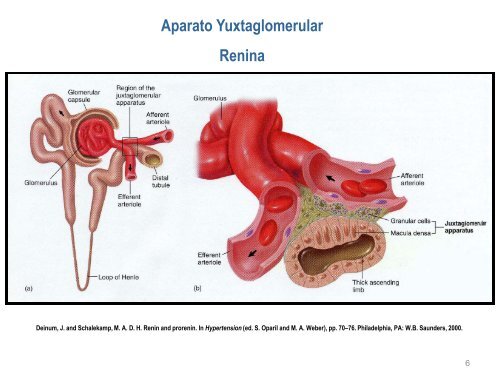 nefrologia modulo renal, liq y electrolitos, hta, diabetes  (1)