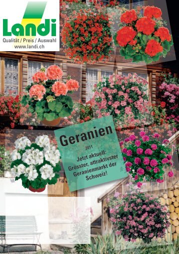 Geranien