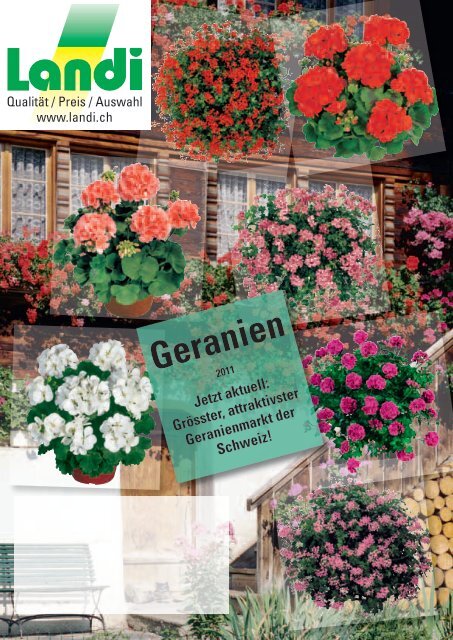 Geranien